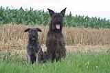BOUVIER DES ARDENNES 351